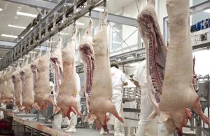 Récord histórico en faena y producción porcina durante el 2025