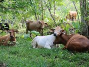 Avanza la ganadería bajo monte en Salta
