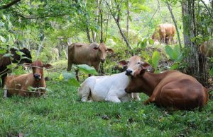 Avanza la ganadería bajo monte en Salta
