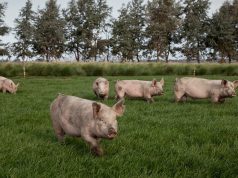 Triquinosis: refuerzan la vigilancia ante la llegada del frío