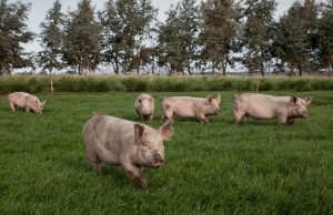 Triquinosis: refuerzan la vigilancia ante la llegada del frío