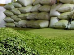 La yerba mate cerró un trimestre con resultados en alza