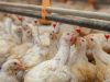 Entre Ríos: definen estrategias frente a la influenza aviar