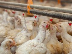 Entre Ríos: definen estrategias frente a la influenza aviar