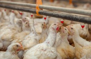 Entre Ríos: definen estrategias frente a la influenza aviar