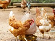 Nuevo foco de influenza aviar H5 en Río Negro