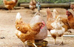 Nuevo foco de influenza aviar H5 en Río Negro