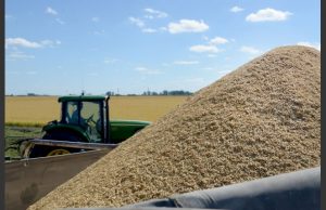 El Inase utilizará IA para verificar variedades de arroz
