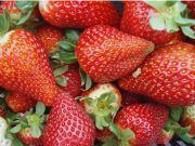 La frutilla argentina ya opera con estándares Mercosur