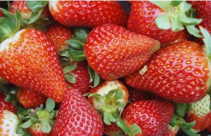 La frutilla argentina ya opera con estándares Mercosur