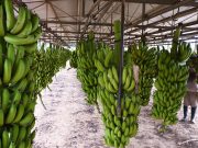 Salta: impulsan derivado de banana con perfil saludable