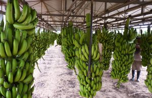 Producción bananera: Salta concentra el 70% del volumen nacional