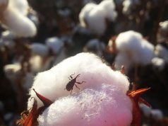 Nuevos aportes para el manejo del picudo algodonero