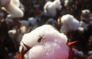 Nuevos aportes para el manejo del picudo algodonero