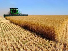 La industria molinera puede moler más de 760 mil toneladas mensuales