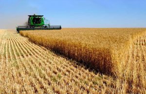 La industria molinera puede moler más de 760 mil toneladas mensuales