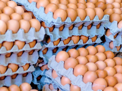 Los ovoproductos aumentaron sus exportaciones en 2026