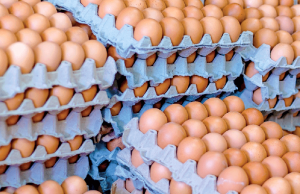 Los ovoproductos aumentaron sus exportaciones en 2026
