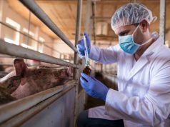 Senasa refuerza la vigilancia sanitaria porcina