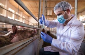 Senasa refuerza la vigilancia sanitaria porcina