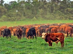 Entre restricciones y oportunidades, la ganadería busca crecer🔊