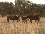 Senasa refuerza la prevención de la encefalomielitis equina
