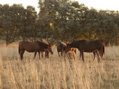 Senasa refuerza la prevención de la encefalomielitis equina