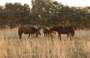 Senasa refuerza la prevención de la encefalomielitis equina