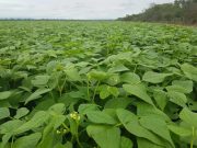 Estrategias tecnológicas para potenciar el cultivo de poroto