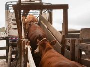 Más control sanitario en los traslados de bovinos