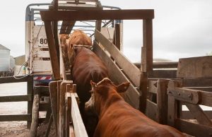 Más control sanitario en los traslados de bovinos
