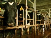 Nación eliminó un registro obligatorio para la cadena láctea