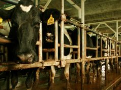 Nación eliminó un registro obligatorio para la cadena láctea