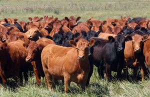 La ganadería arranca el año con precios históricos en la invernada