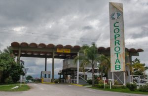 La campaña tabacalera inició con buena calidad y foco externo 🔊