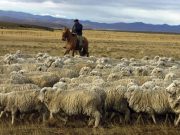 Santa Cruz: impulsan un modelo integral para recuperar la ganadería ovina