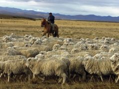 Santa Cruz: impulsan un modelo integral para recuperar la ganadería ovina
