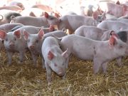 Carne porcina: sube el consumo y se fortalece el perfil exportador