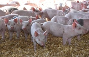 Carne porcina: sube el consumo y se fortalece el perfil exportador