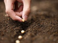 Productores del NOA cuestionan cambios en la Ley de Semillas