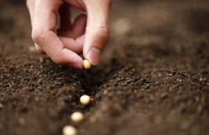 Productores del NOA cuestionan cambios en la Ley de Semillas