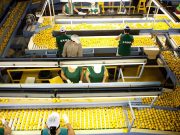 Argentina duplicó los envíos de cítricos a la UE