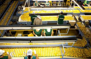 Argentina duplicó los envíos de cítricos a la UE