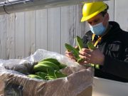 Banana: Salta avanza con un DNU para reforzar los controles sanitarios🔊