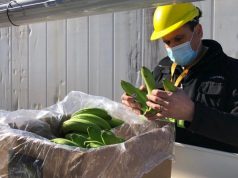 Banana: Salta avanza con un DNU para reforzar los controles sanitarios🔊