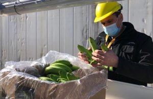 Banana: Salta avanza con un DNU para reforzar los controles sanitarios🔊