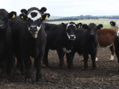 Senasa acompaña al sector ganadero ante emergencias climáticas