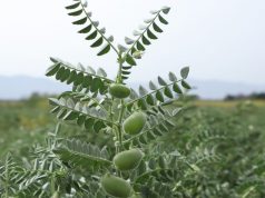 Cultivos menores: actualizan procedimientos para registrar fitosanitarios