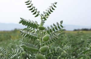 Cultivos menores: actualizan procedimientos para registrar fitosanitarios