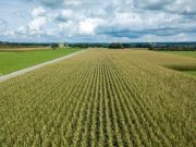 Un verano más cálido para los principales cultivos